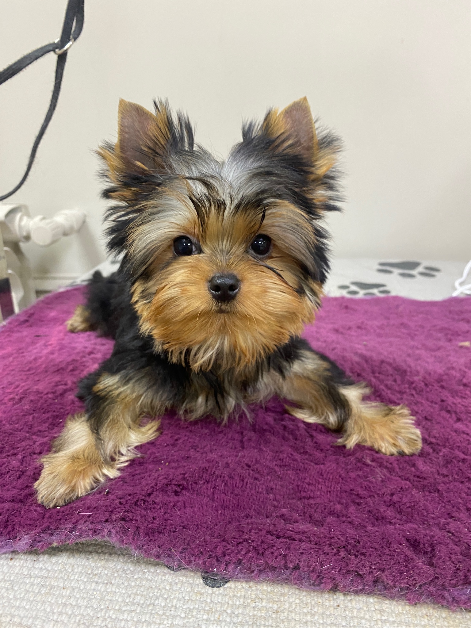 Royal Fireworks ROYAL FIREWORKS INTERES &mdash; Labaza DogPedigree YorkshireTerrier