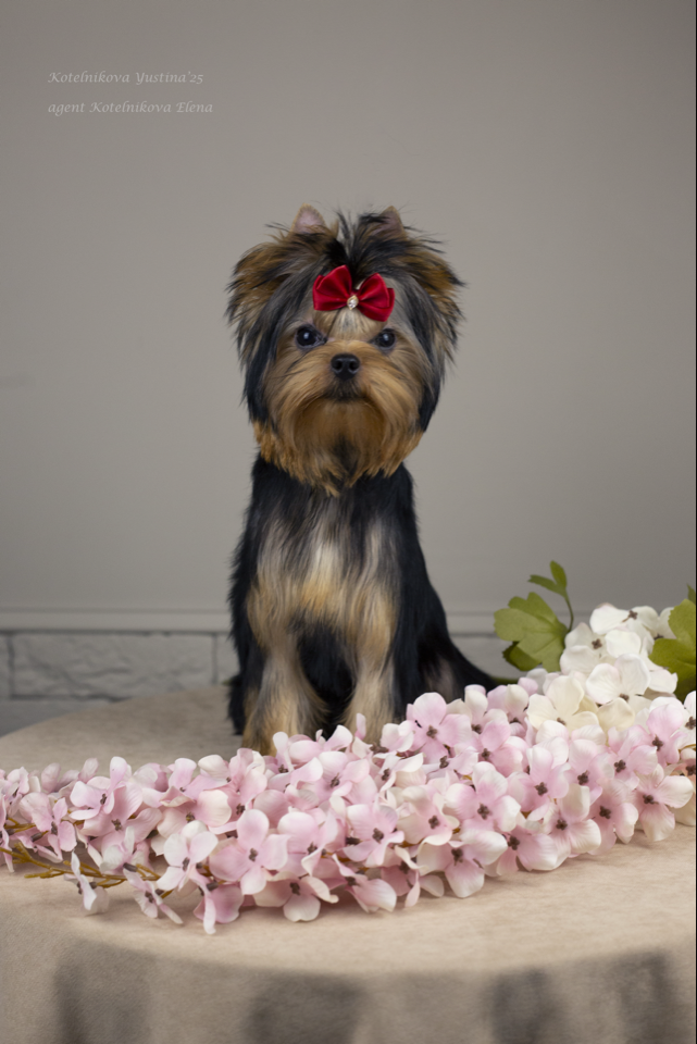 Royal Fireworks ROYAL FIREWORKS PAULINA &mdash; Labaza DogPedigree YorkshireTerrier