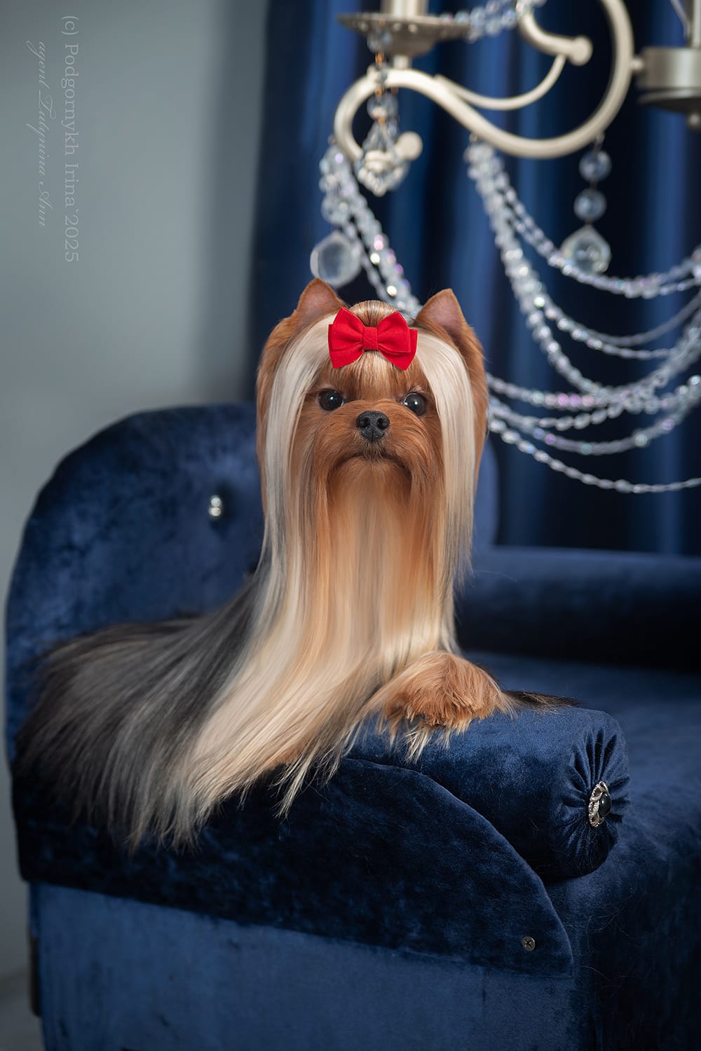 Royal Fireworks ROYAL FIREWORKS ORIO &mdash; Labaza DogPedigree YorkshireTerrier