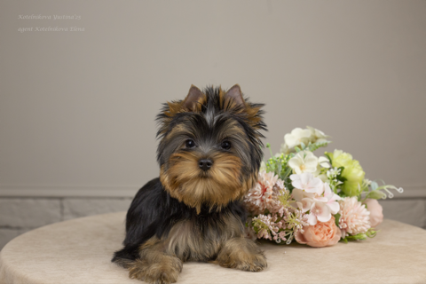 ROYAL FIREWORKS ULISSA &mdash; Labaza DogPedigree YorkshireTerrier