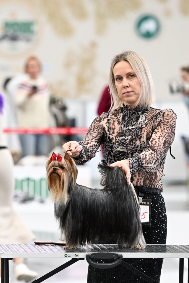 ROYAL FIREWORKS COURAGE &mdash; Labaza DogPedigree YorkshireTerrier