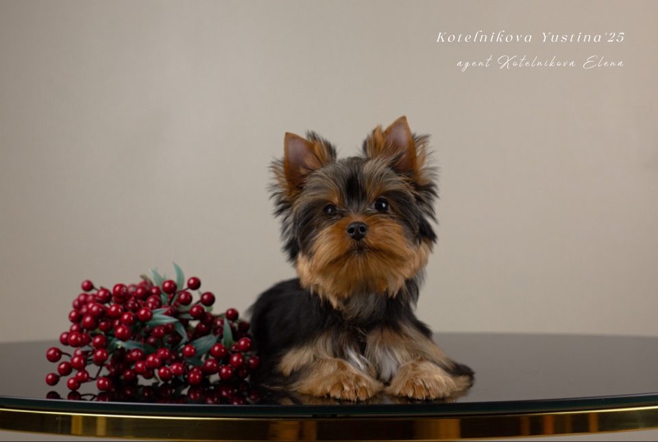 ROYAL FIREWORKS LUXURY &mdash; Labaza DogPedigree YorkshireTerrier