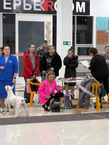 ROYAL FIREWORKS LIBERTY &mdash; Labaza DogPedigree YorkshireTerrier