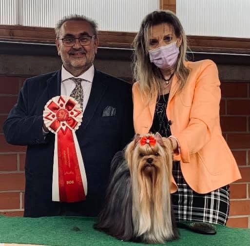 CAMPARIS MONTICELLI &mdash; Labaza DogPedigree YorkshireTerrier