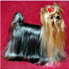 NICNAK'S NIGHTFLIGHT