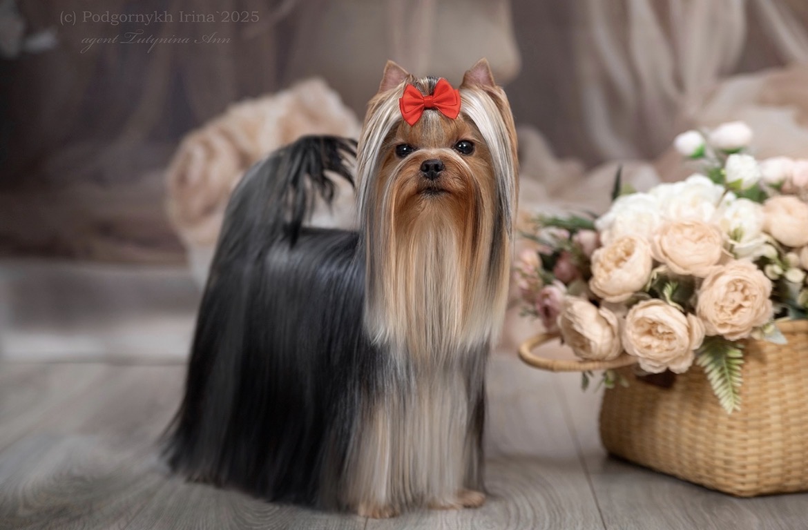 SAGA &mdash; Labaza DogPedigree YorkshireTerrier