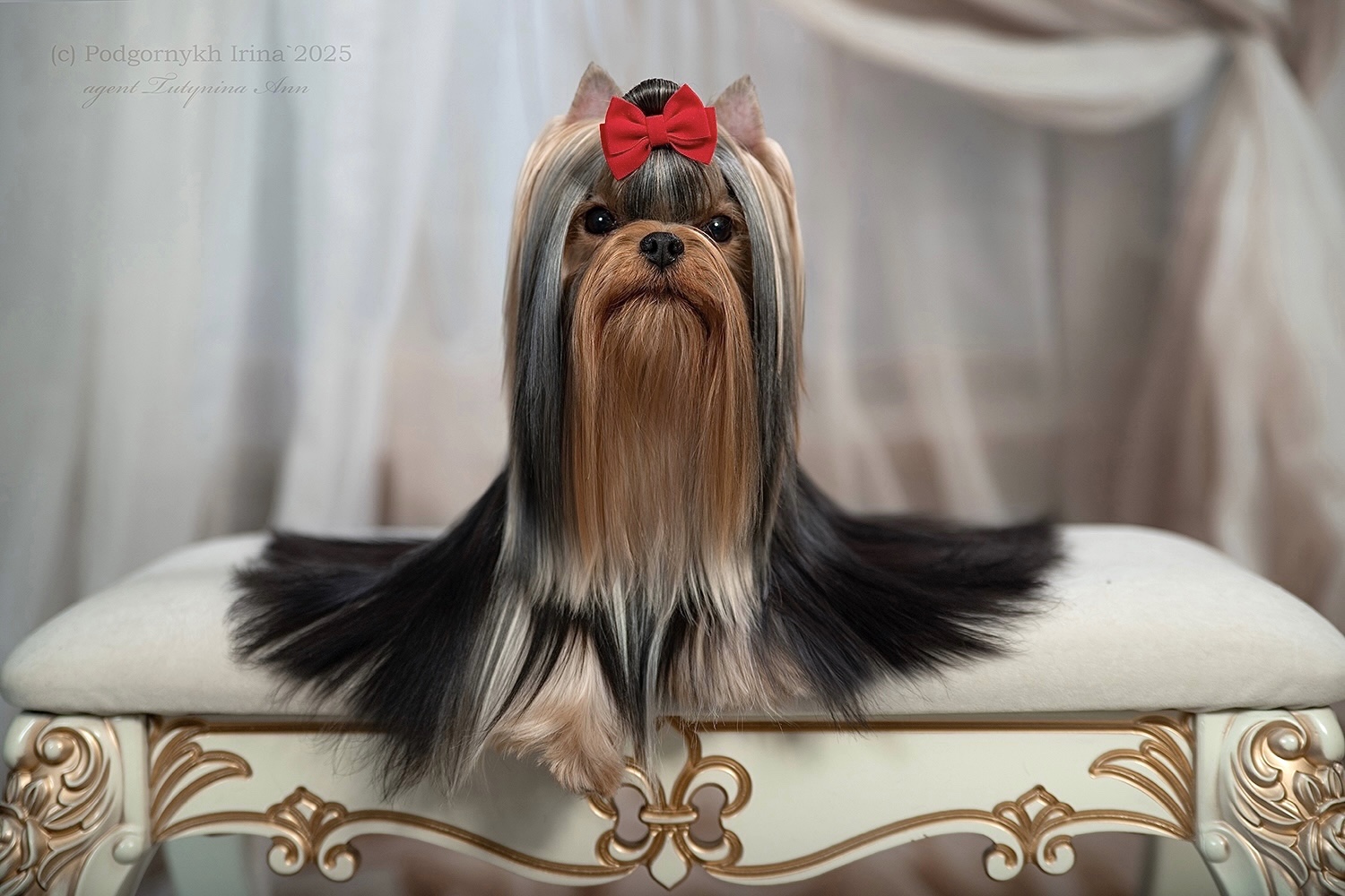 SHERSHE LYA-FAM TE AMO &mdash; Labaza DogPedigree YorkshireTerrier