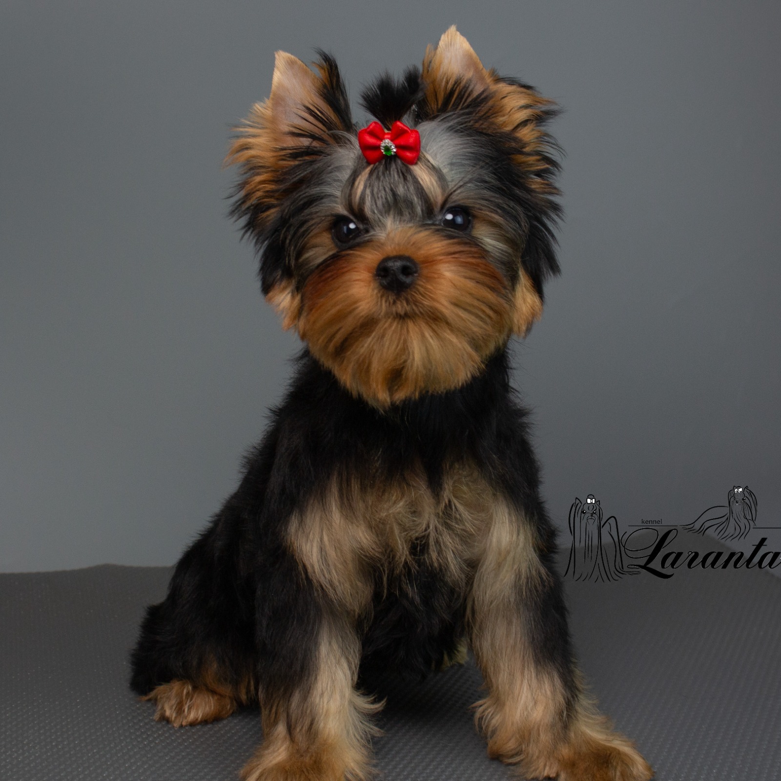 LARANTA CHARLESTON &mdash; Labaza DogPedigree YorkshireTerrier