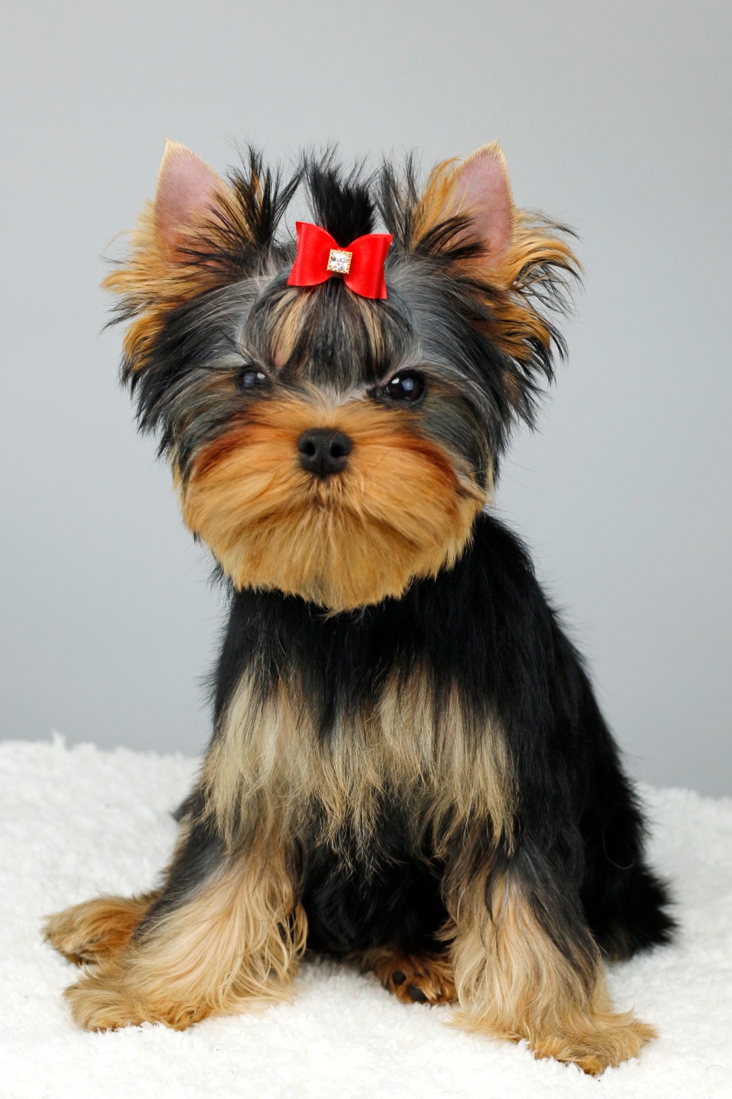 Laranta LARANTA CHARMING BOY &mdash; Labaza DogPedigree YorkshireTerrier