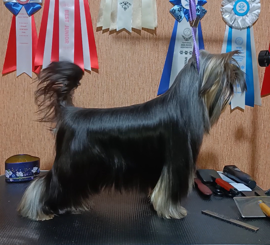 FAIRY FLAME FLAMENCO &mdash; Labaza DogPedigree YorkshireTerrier