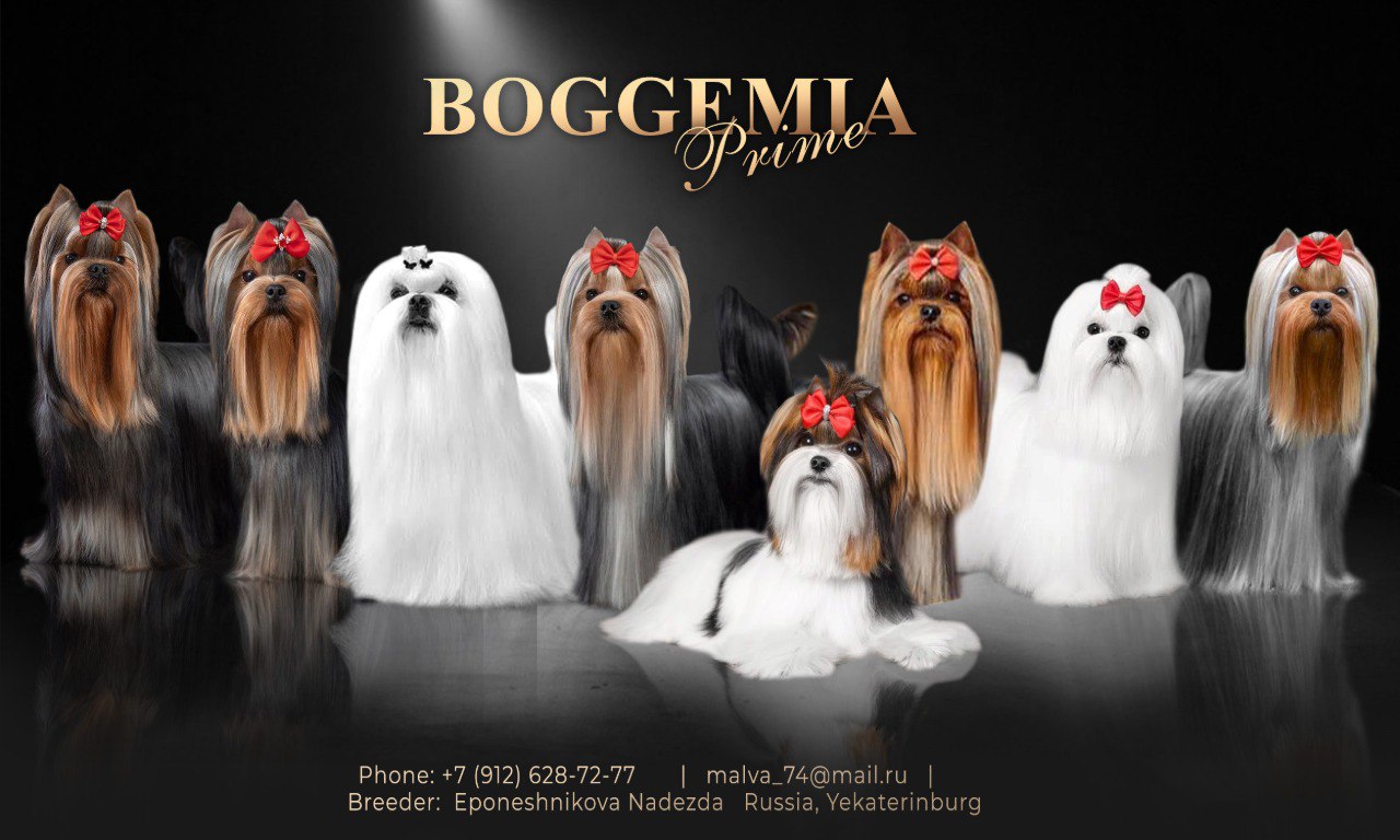 BOGGEMIA PRIME &mdash; Labaza DogPedigree YorkshireTerrier