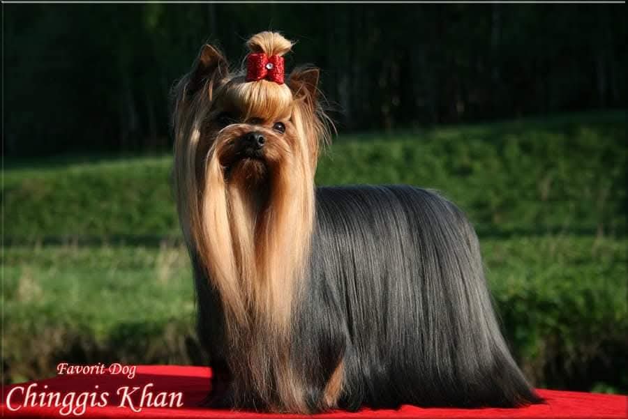 FAVORIT DOG CHINGGIS KHAN