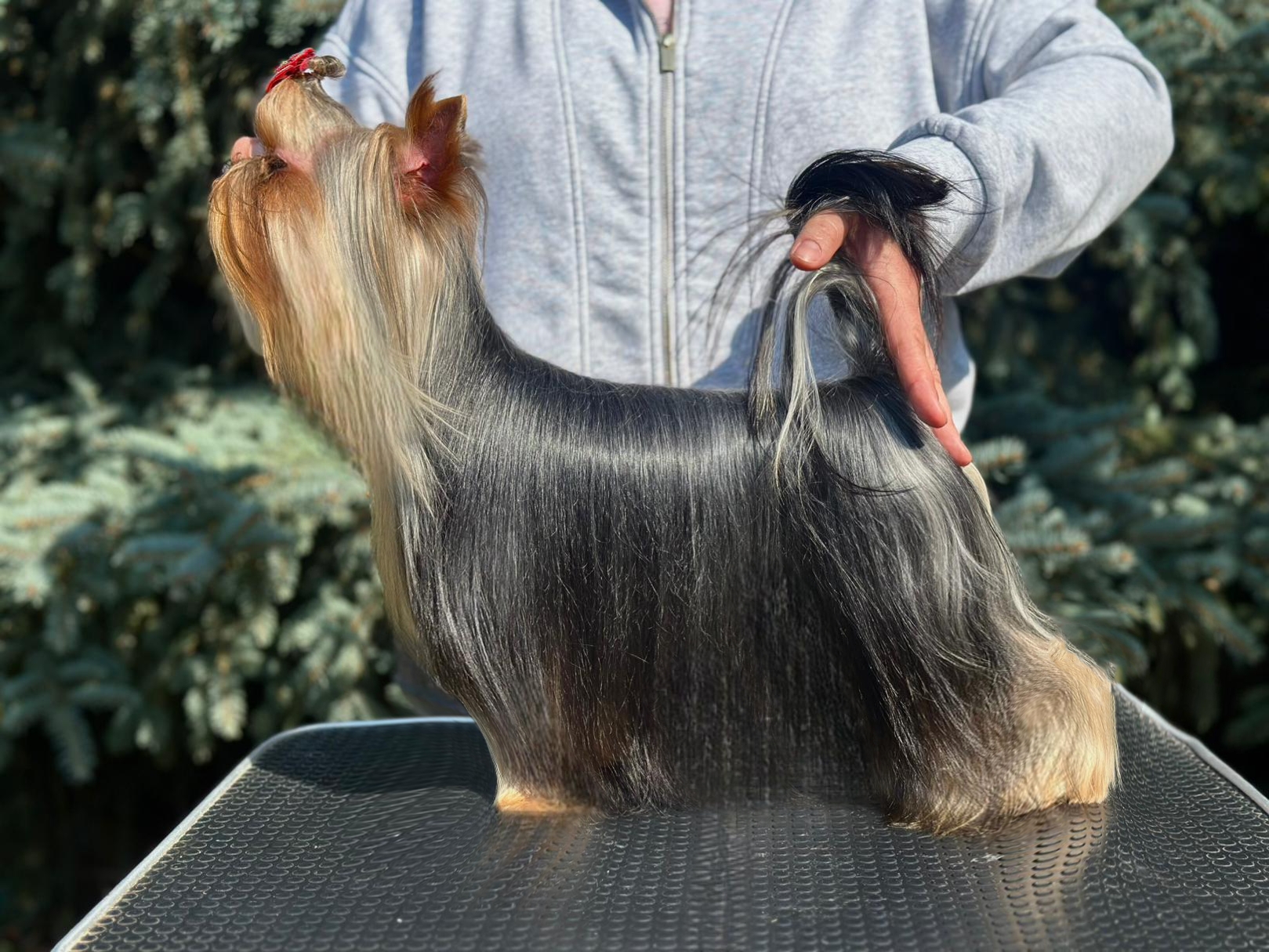 Street Flash Salamandra