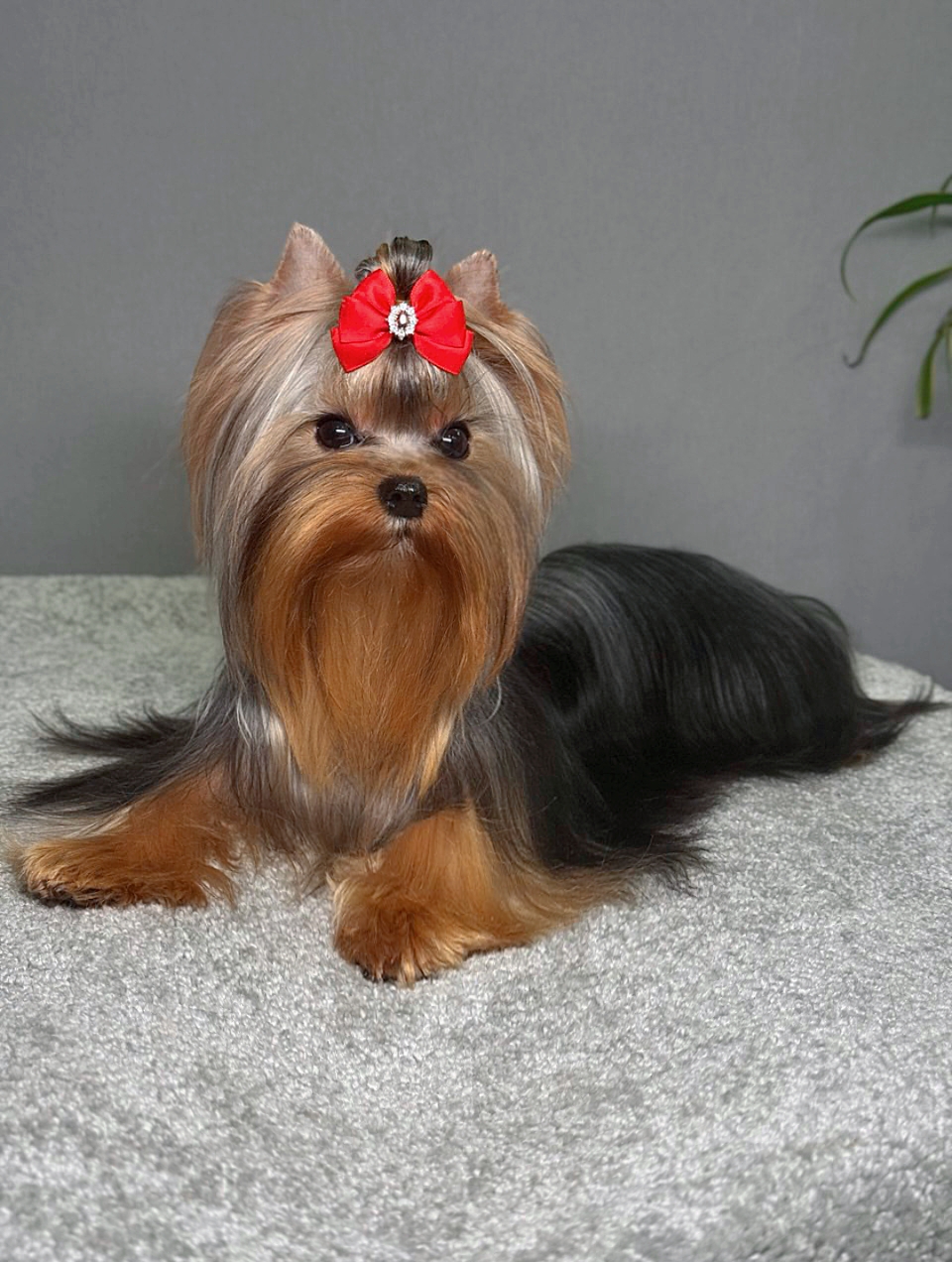 STREET FLASH CYKLAMEN &mdash; Labaza DogPedigree YorkshireTerrier
