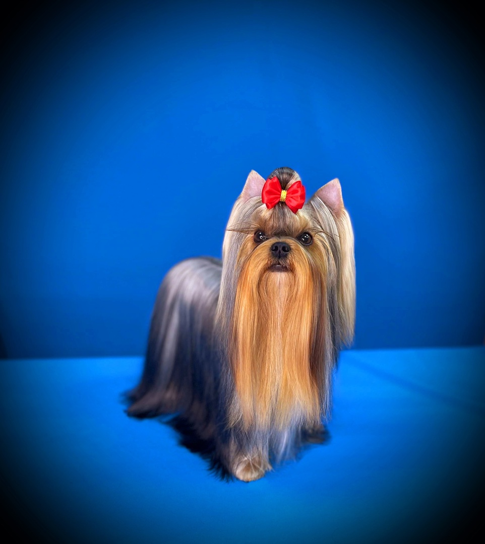 ULTRASHIK SICILIA &mdash; Labaza DogPedigree YorkshireTerrier