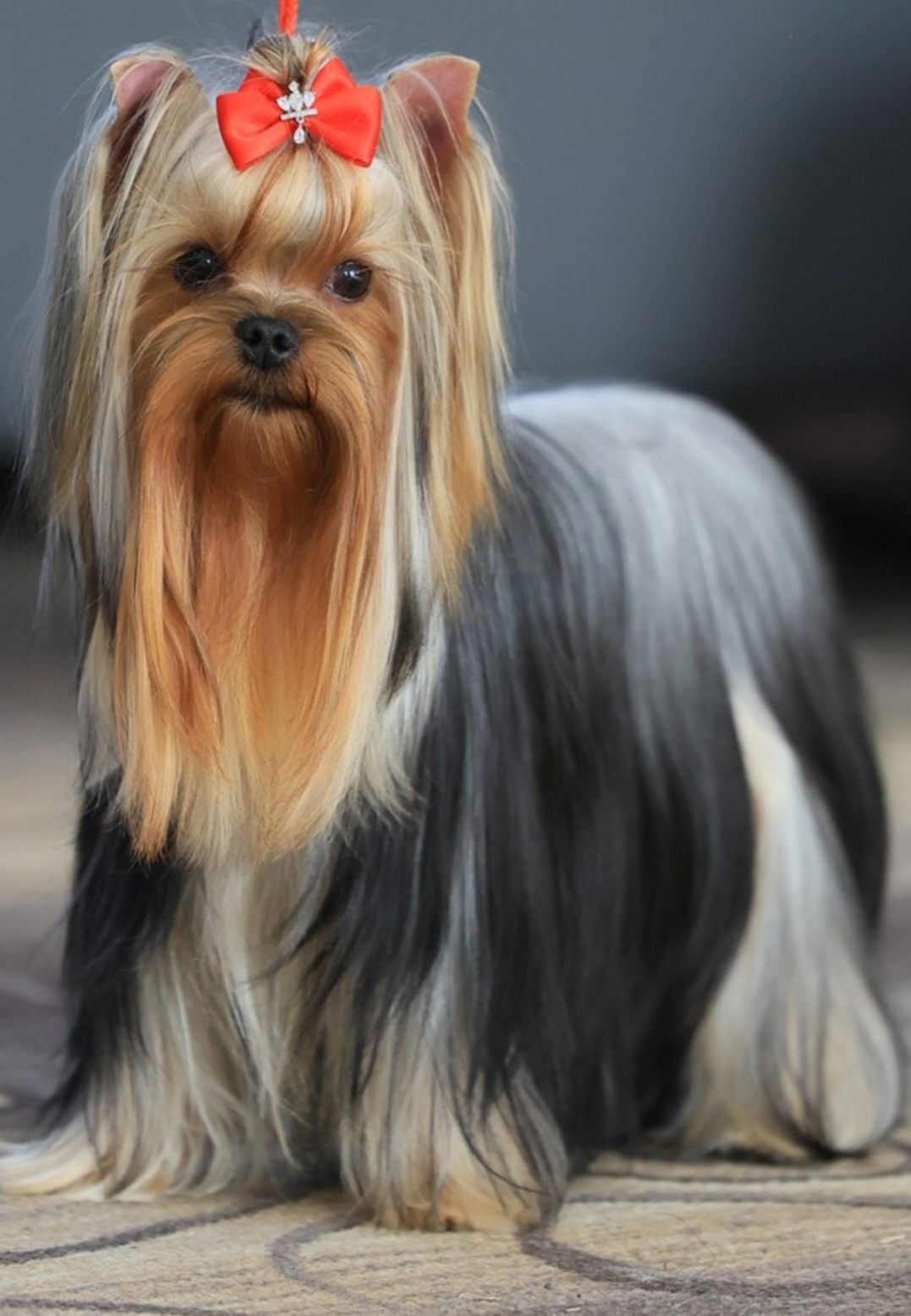 MILARIS LOVE BOMBA &mdash; Labaza DogPedigree YorkshireTerrier