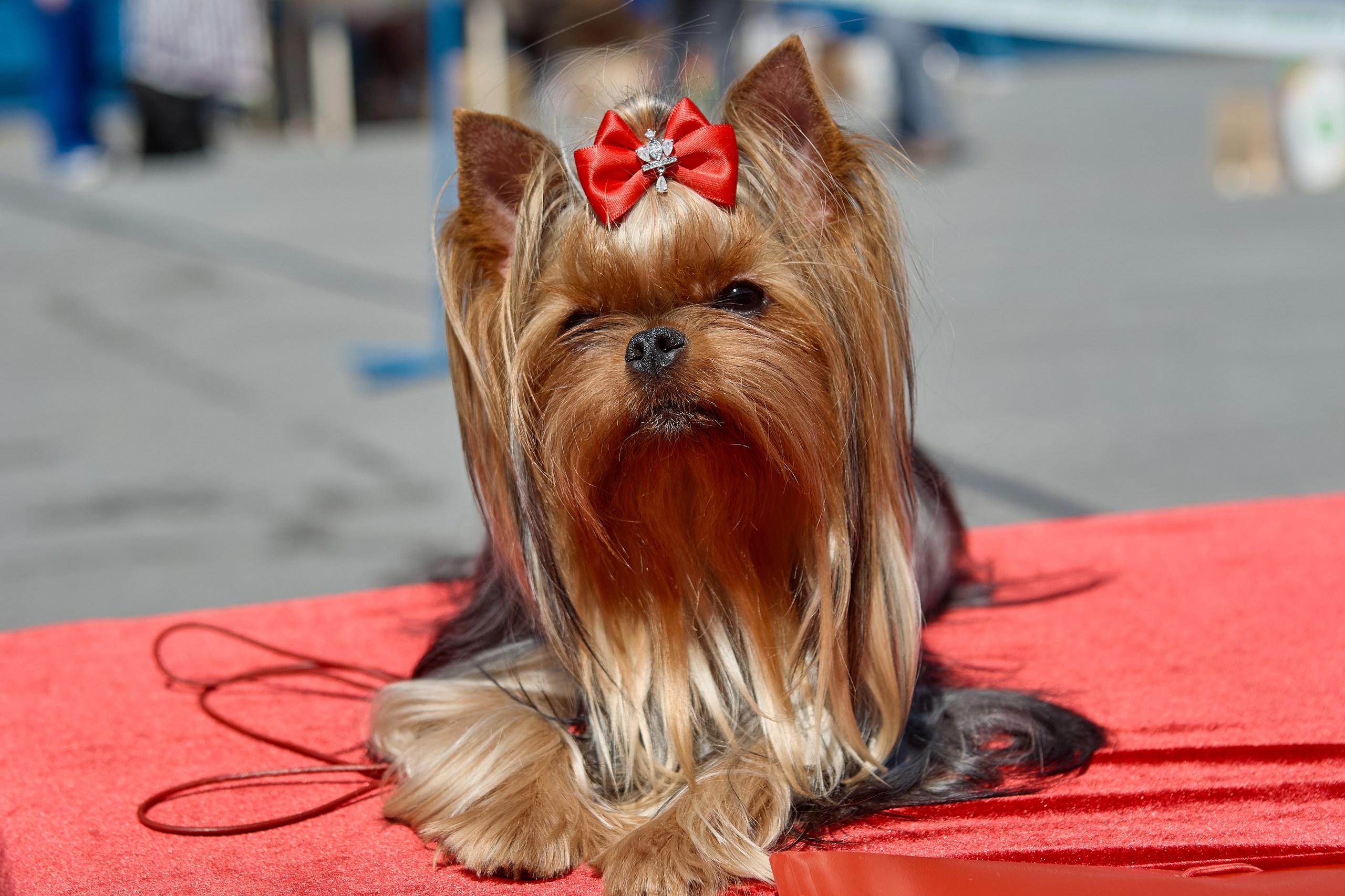 Primavera Incanta PRIMAVERA INCANTA HARMONIA &mdash; Labaza DogPedigree YorkshireTerrier