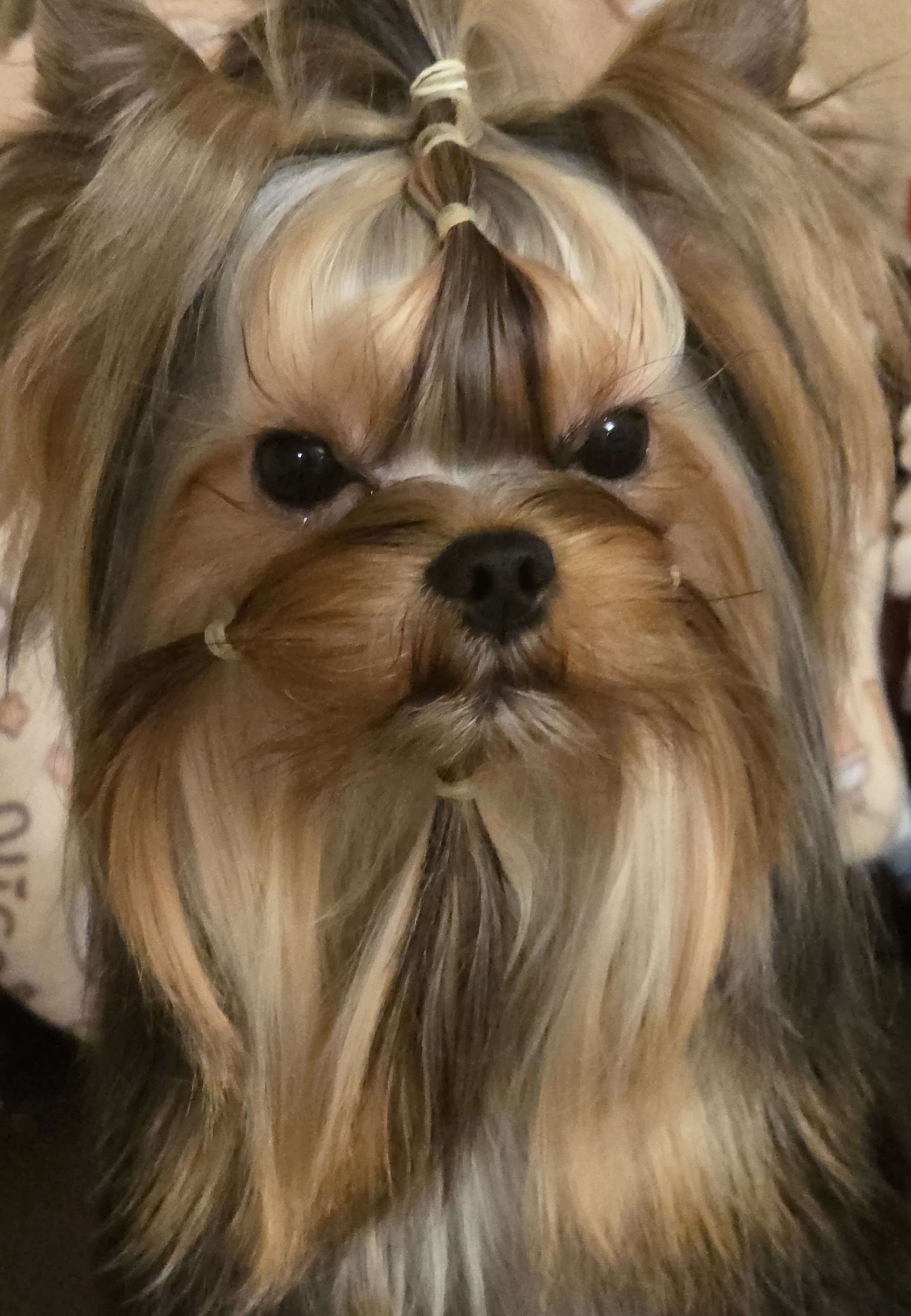  PRIMAVERA INCANTA BURGUNDY ICE &mdash; Labaza DogPedigree YorkshireTerrier