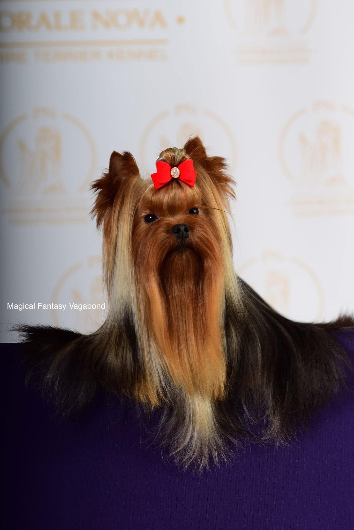 Sharm De Lux MAGICAL FANTASY VAGABOND &mdash; Labaza DogPedigree YorkshireTerrier