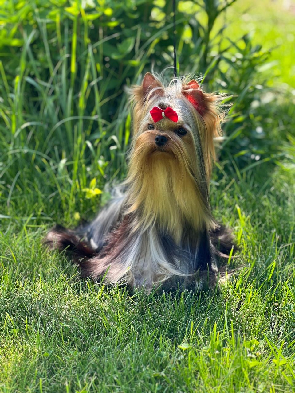 DIAMONTINO OT ZVEZDY GZHESSIKI &mdash; Labaza DogPedigree YorkshireTerrier