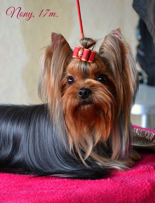 GODGERS DOMINO DANCING