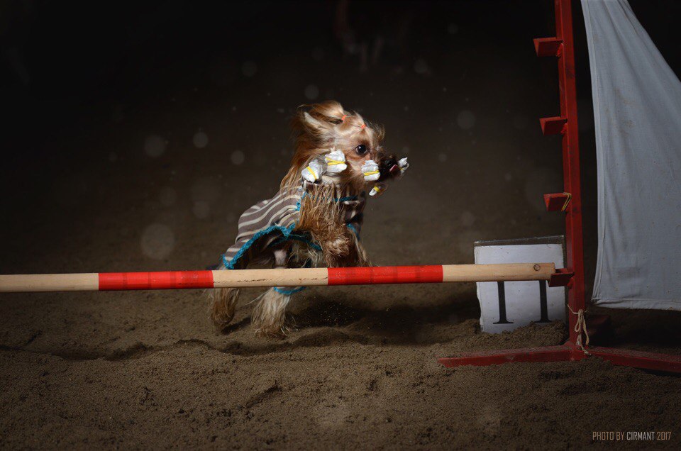 IMPERIYA SARIOLO NUS DAN TON KER &mdash; Labaza DogPedigree YorkshireTerrier