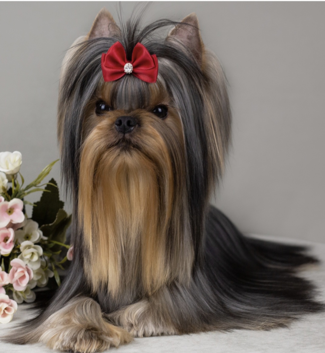 Primavera Incanta PRIMAVERA INCANTA RAFFAELLO &mdash; Labaza DogPedigree YorkshireTerrier