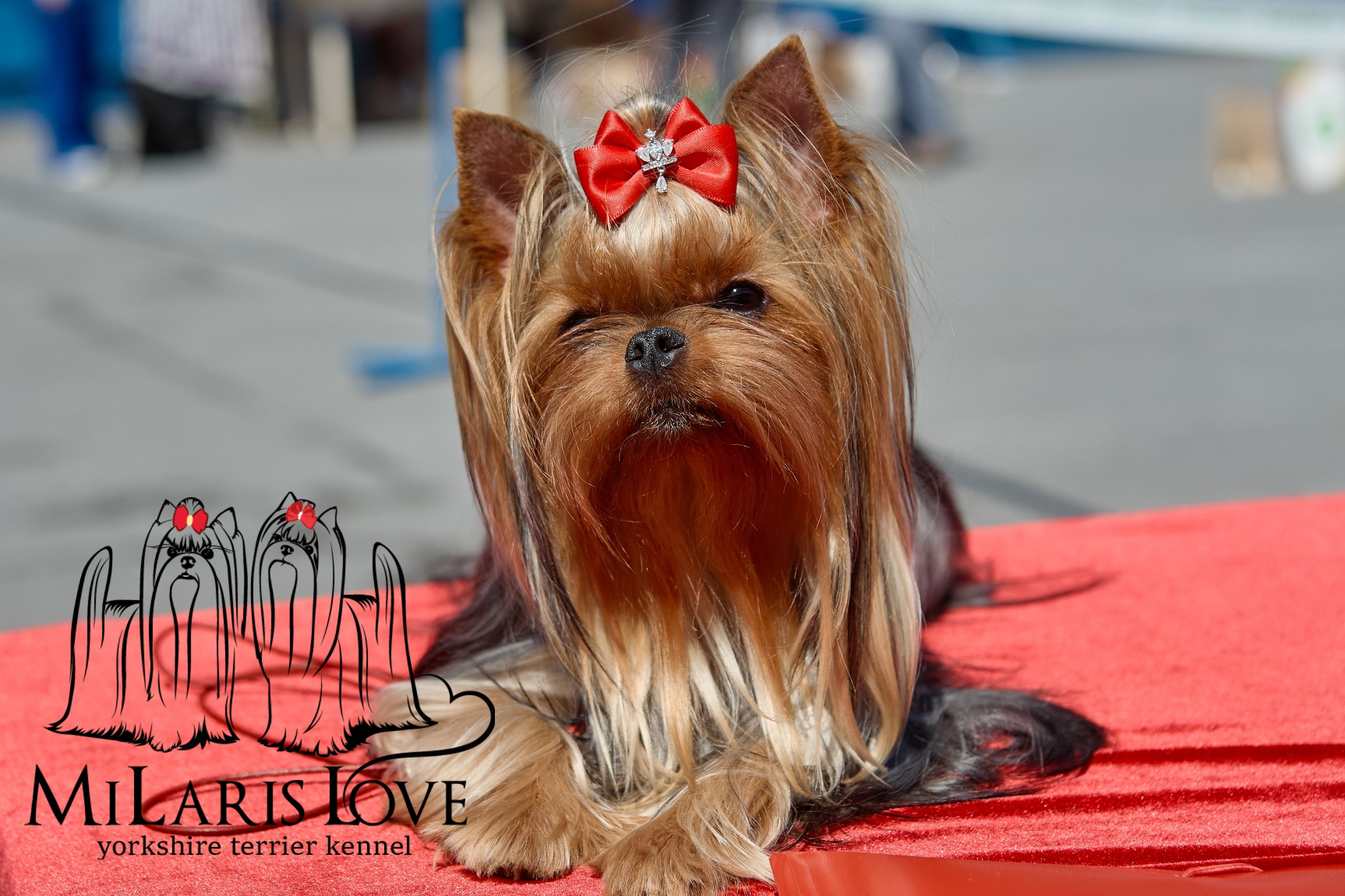 MiLaris love &mdash; Labaza DogPedigree YorkshireTerrier