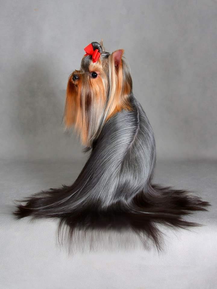 SKAZKA STRANSTVIY MAFIYA &mdash; Labaza DogPedigree YorkshireTerrier