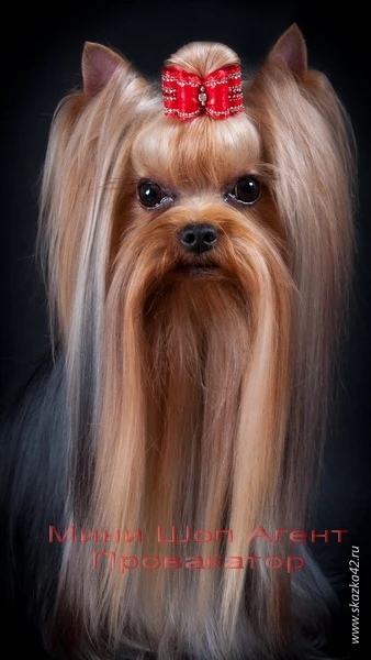  MINI SHOP AGENT PROVOKATOR &mdash; Labaza DogPedigree YorkshireTerrier