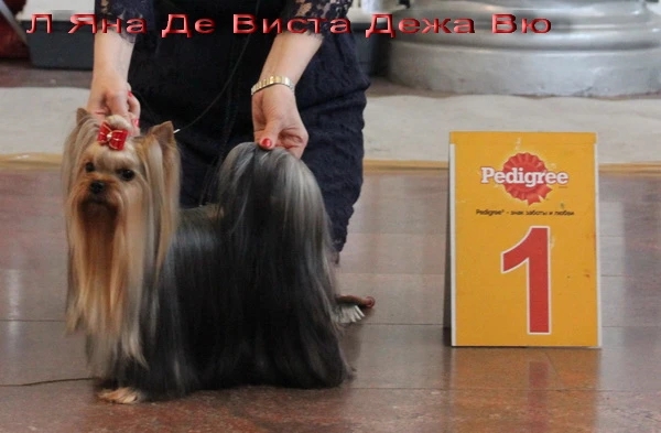  L'YANA DE VISTA DEJA VU &mdash; Labaza DogPedigree YorkshireTerrier