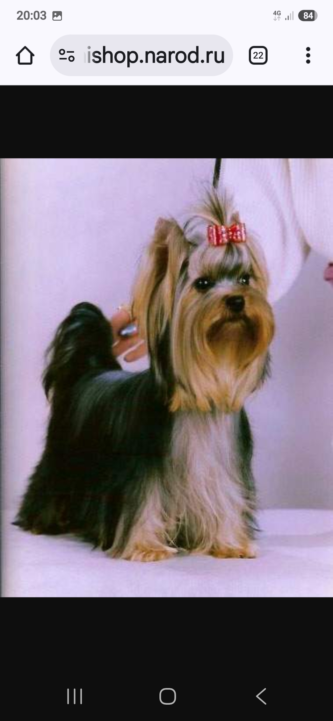 MINI SHOP BACK IN SSSR &mdash; Labaza DogPedigree YorkshireTerrier