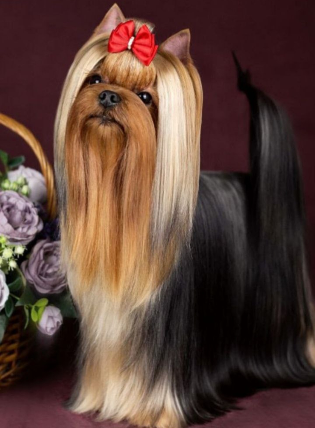 Primavera Incanta PRIMAVERA INCANTA BRAVO BRAVISSIMO &mdash; Labaza DogPedigree YorkshireTerrier