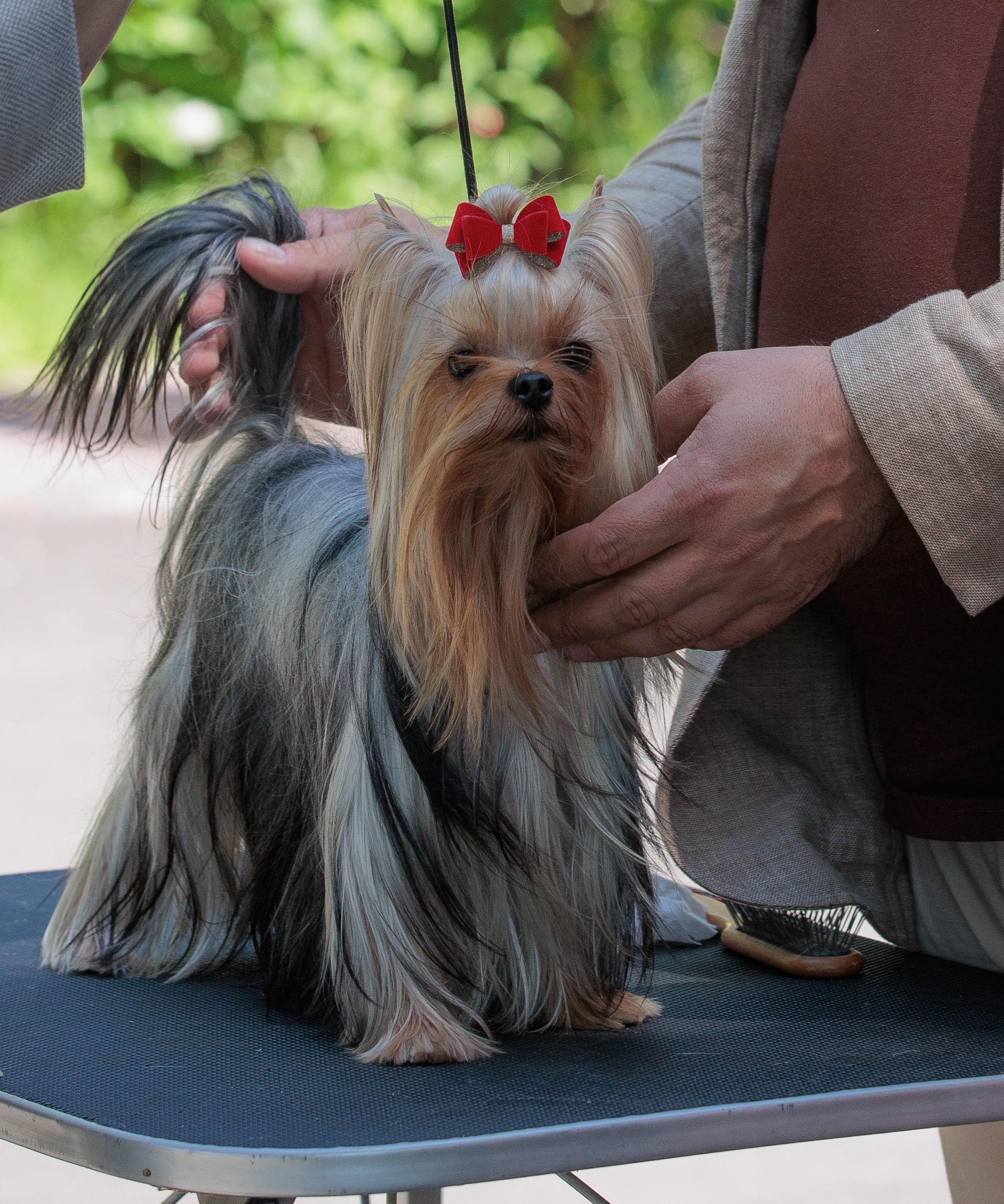  PRIMAVERA INCANTA AMADEUS &mdash; Labaza DogPedigree YorkshireTerrier