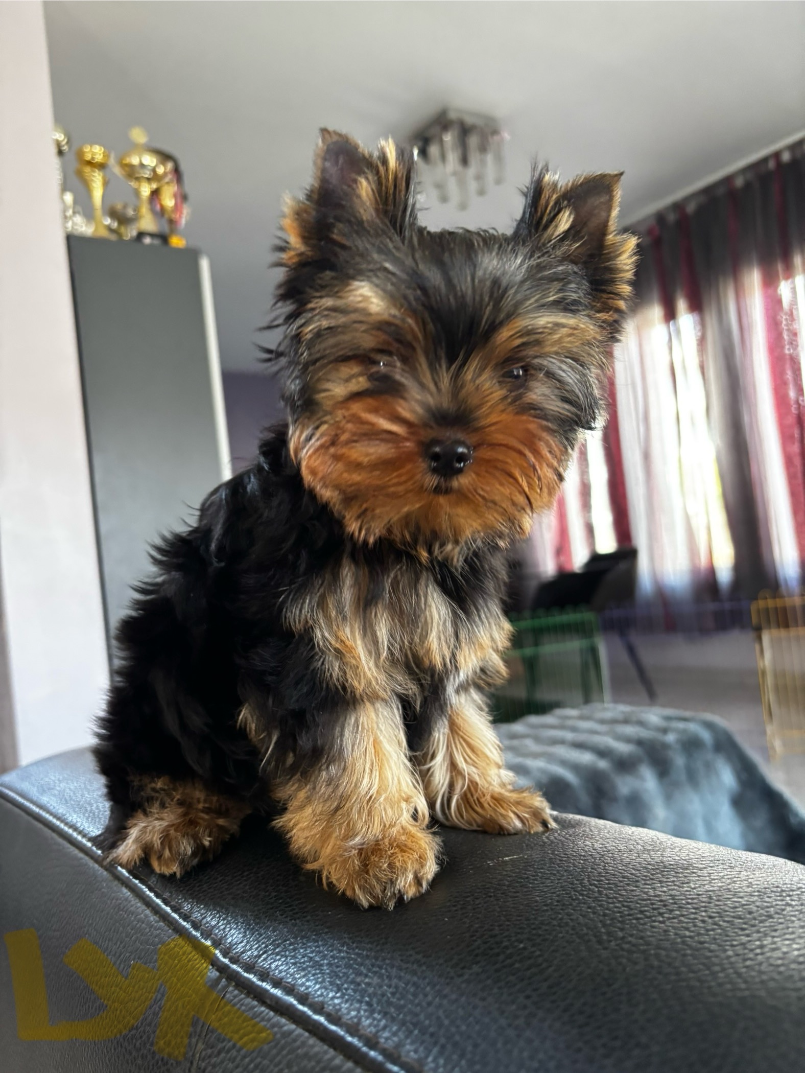 LUX EDITION PEARL OF AFRODITE &mdash; Labaza DogPedigree YorkshireTerrier