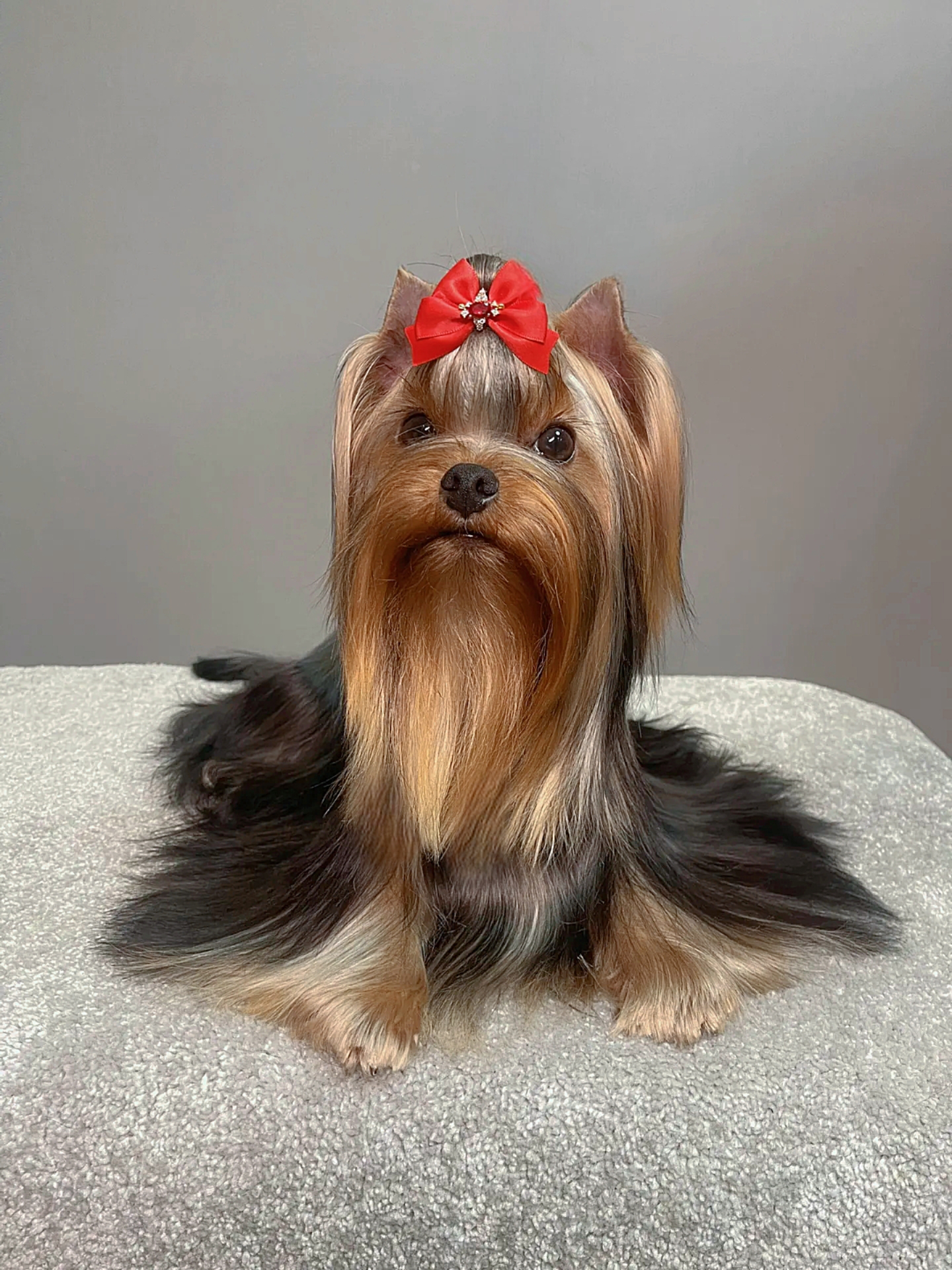STREET FLASH PRINCE OF WALES &mdash; Labaza DogPedigree YorkshireTerrier