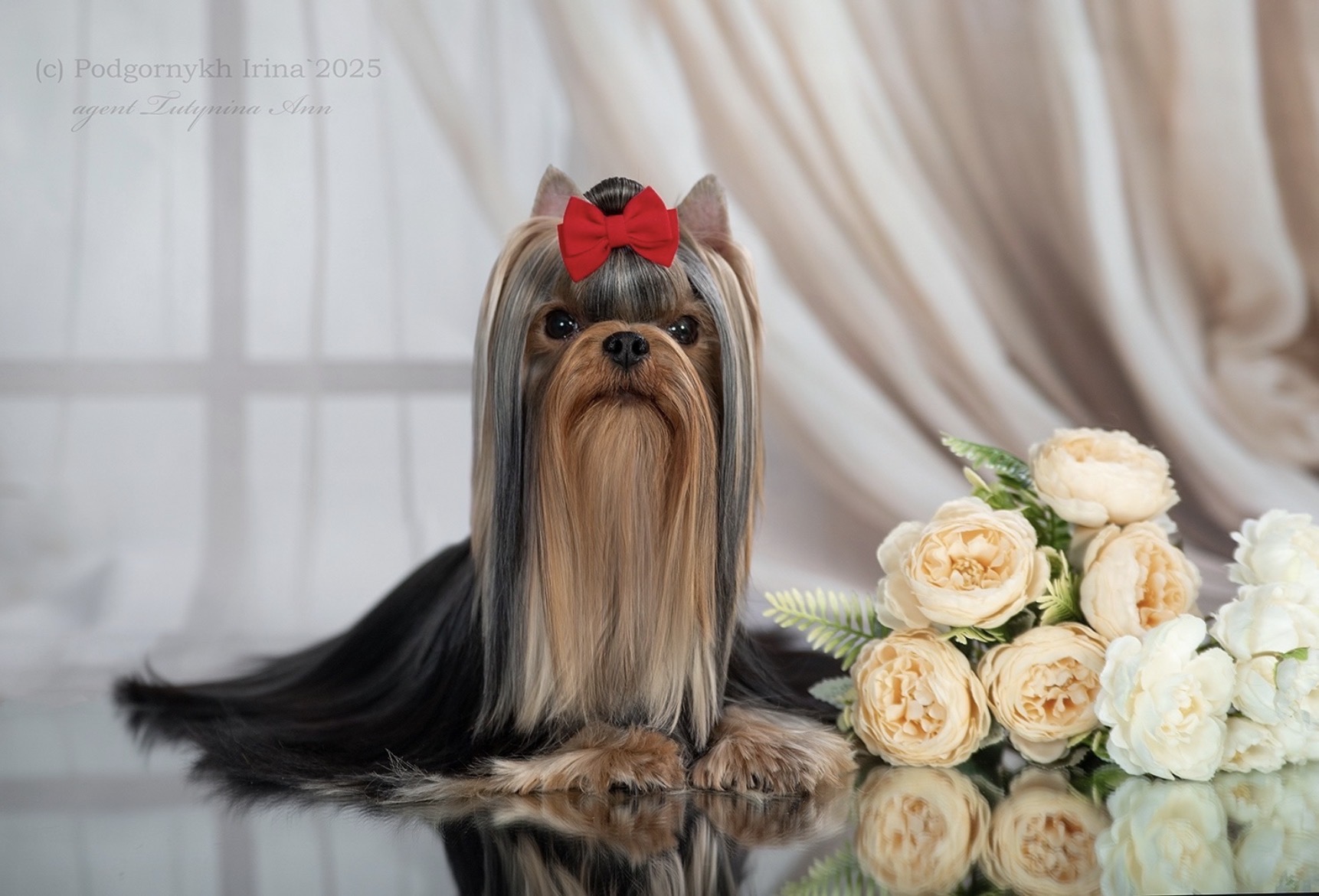 ARSTAR IMPERIAL &mdash; Labaza DogPedigree YorkshireTerrier