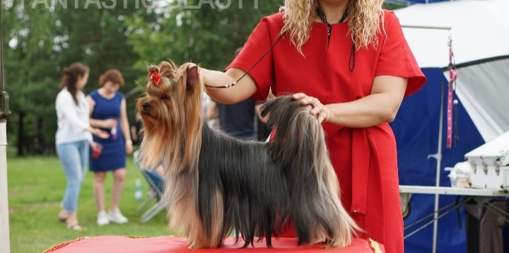 FANTASTIC BEAUTY EXEL &mdash; Labaza DogPedigree YorkshireTerrier