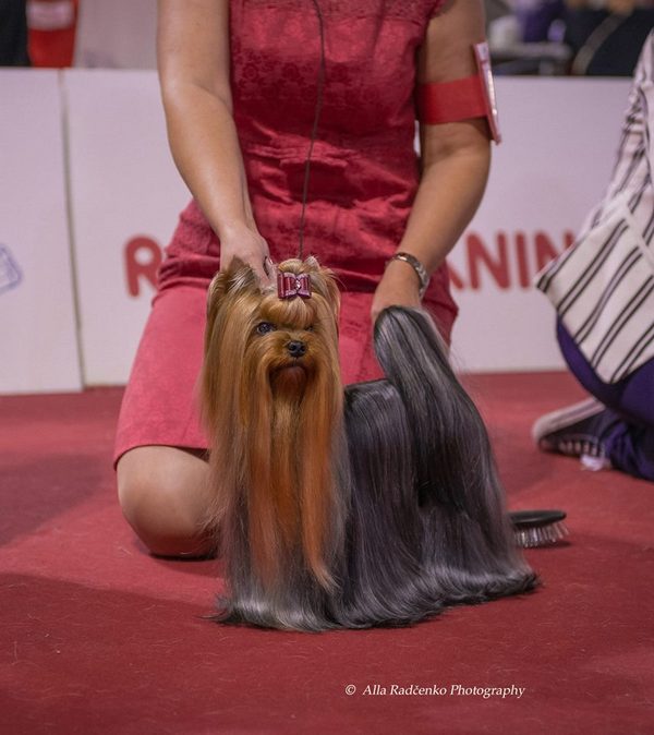 GLAMOUR GALAXY YOU ARE MY DREAM