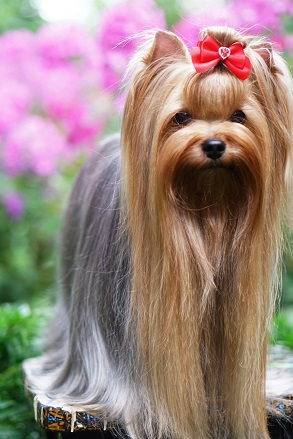 GLAMOUR GALAXY GIFT OF HEAVEN