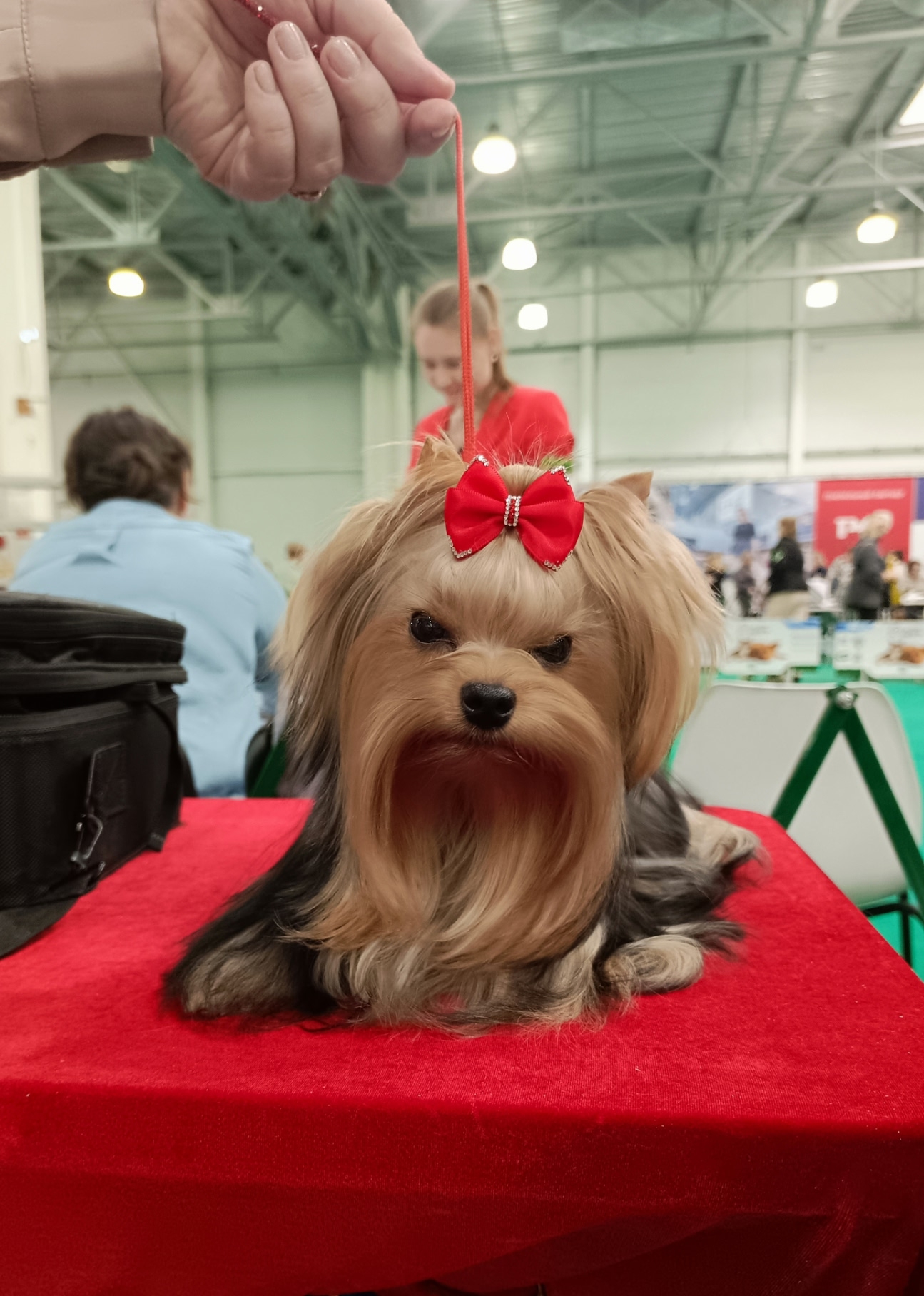 DOMINICA BELIEVE IN MAGIC &mdash; Labaza DogPedigree YorkshireTerrier