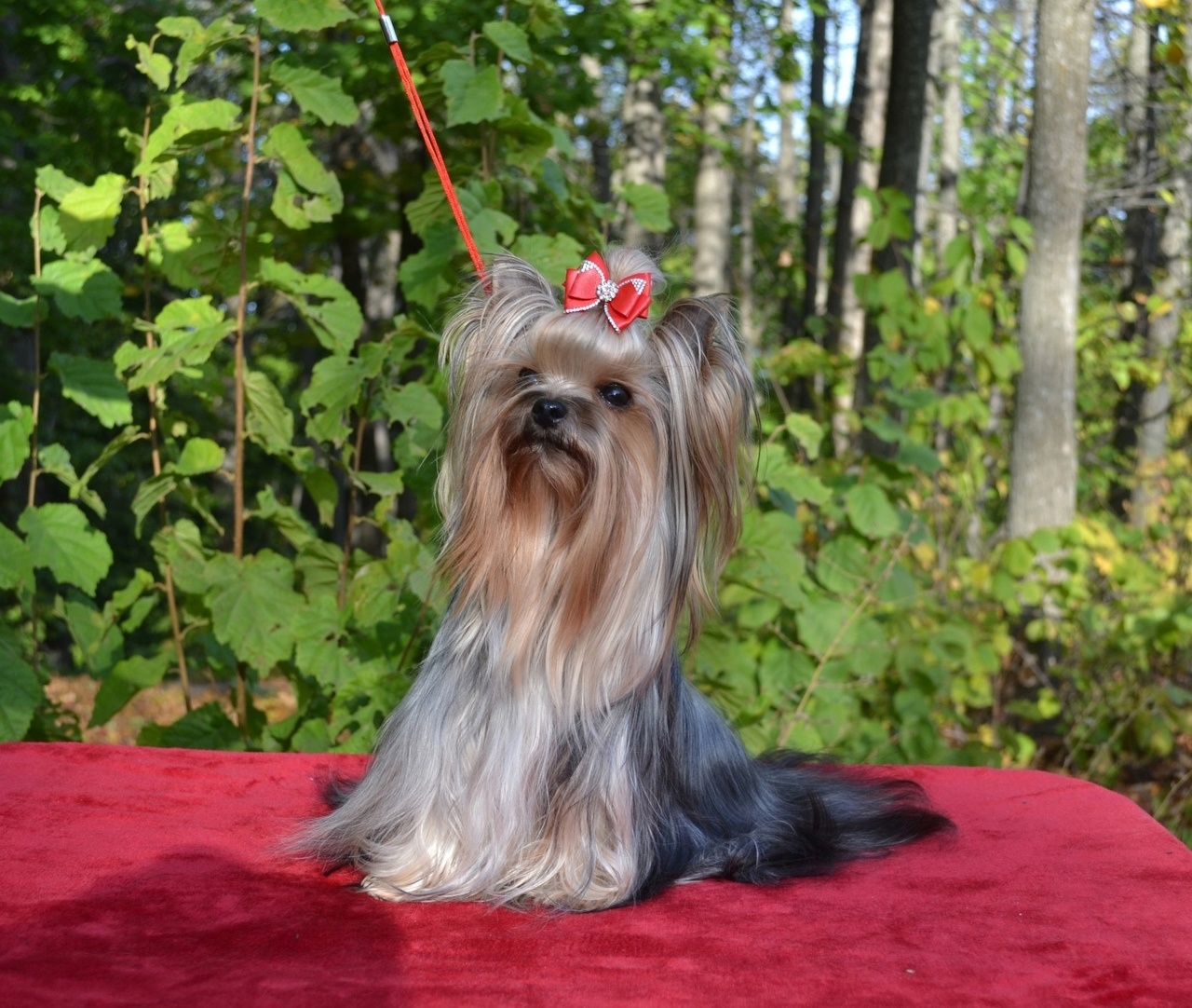 KING SHINE SHOP KOROLEVA &mdash; Labaza DogPedigree YorkshireTerrier
