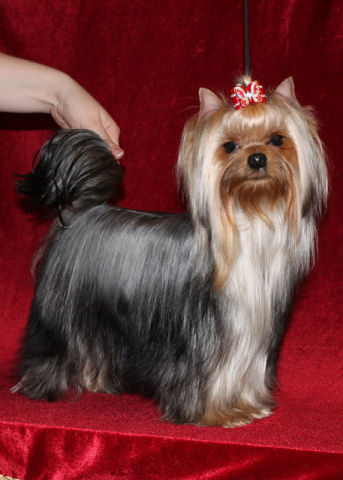STJUMER'S PANI MONIKA &mdash; Labaza DogPedigree YorkshireTerrier