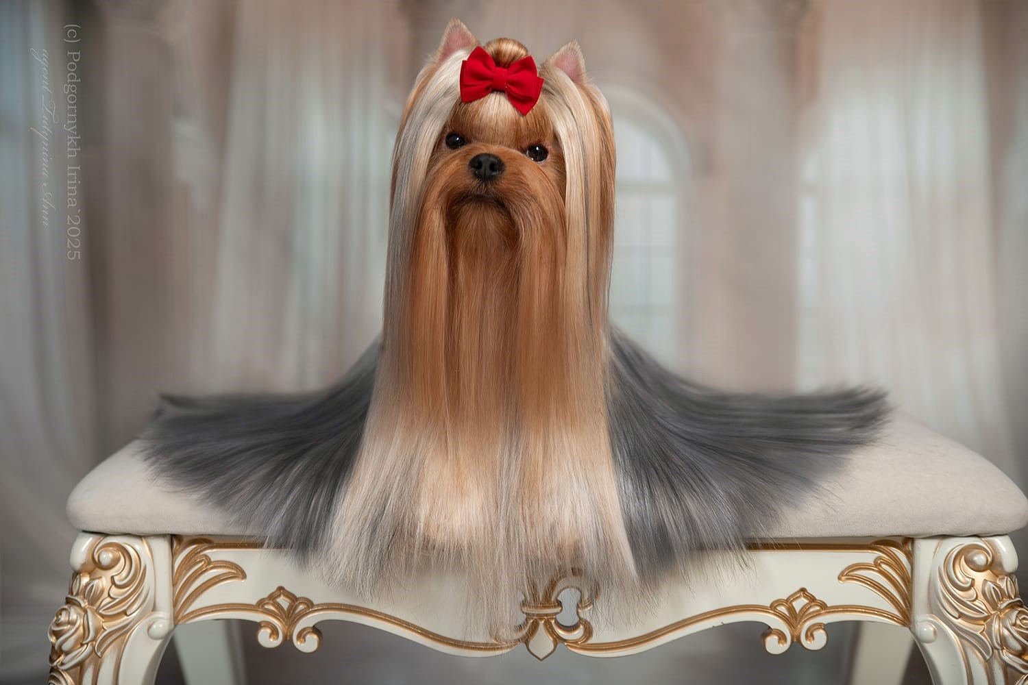 STREET FLASH STREET FLASH DEJA VU &mdash; Labaza DogPedigree YorkshireTerrier