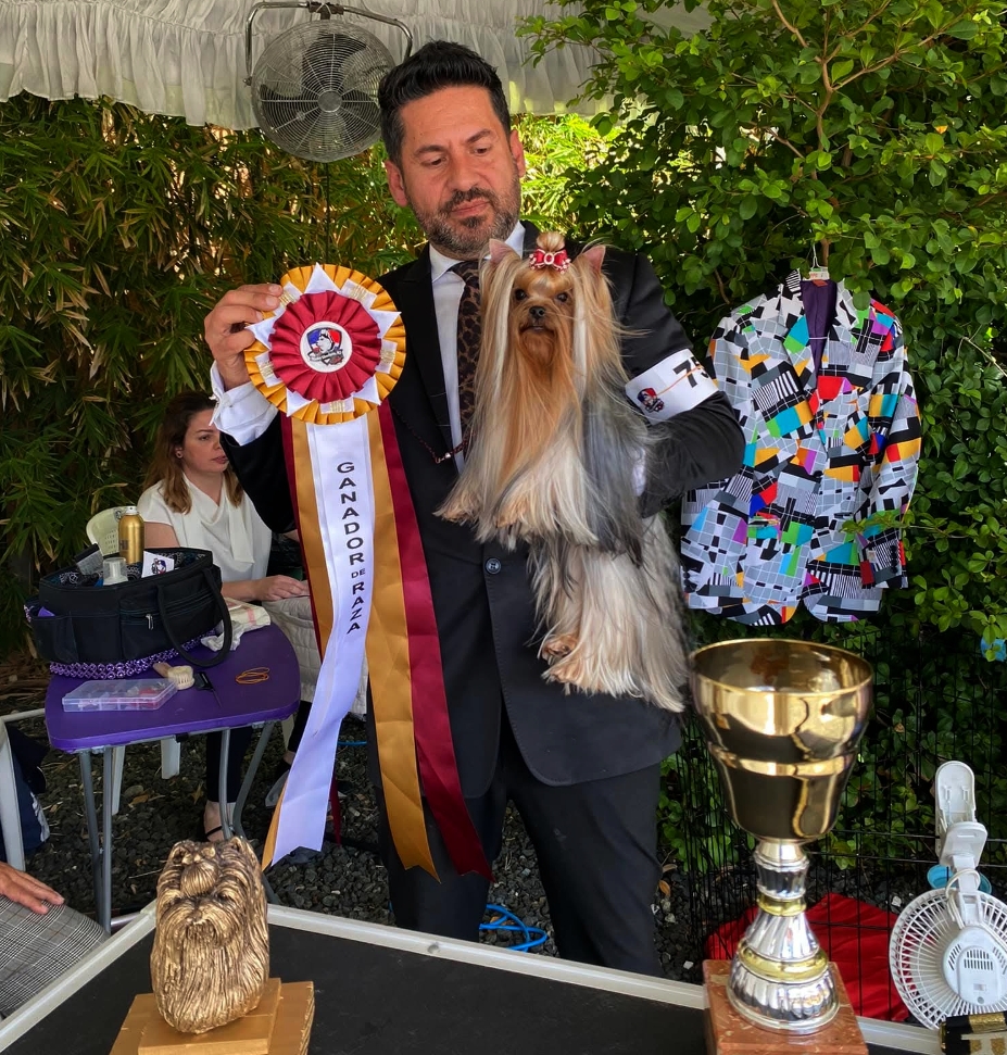 STREET FLASH STREET FLASH MACHO &mdash; Labaza DogPedigree YorkshireTerrier