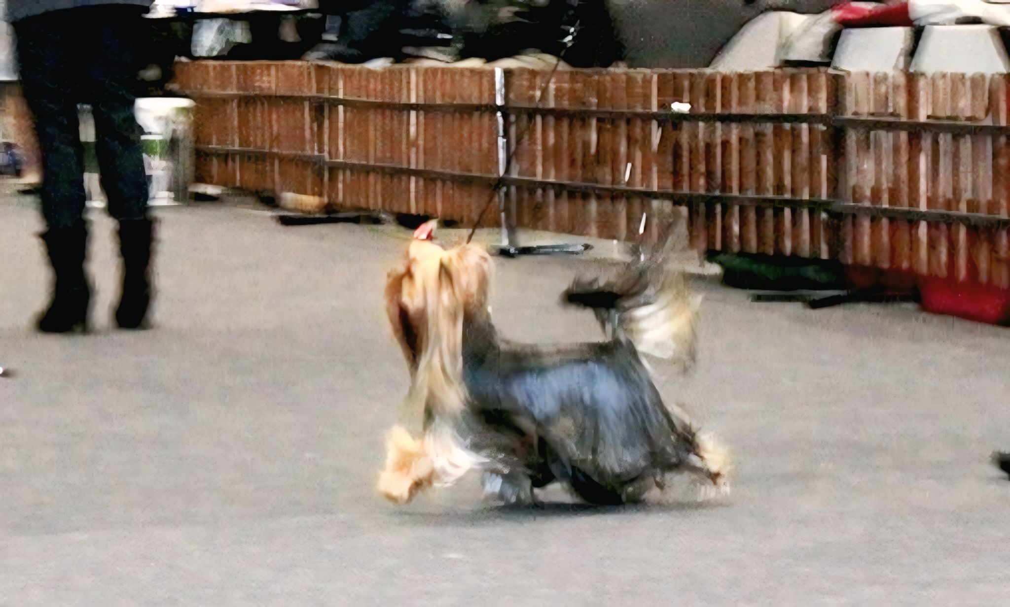 TOY SAVOY TOY SAVOY VALENTINE'S DAY &mdash; Labaza DogPedigree YorkshireTerrier