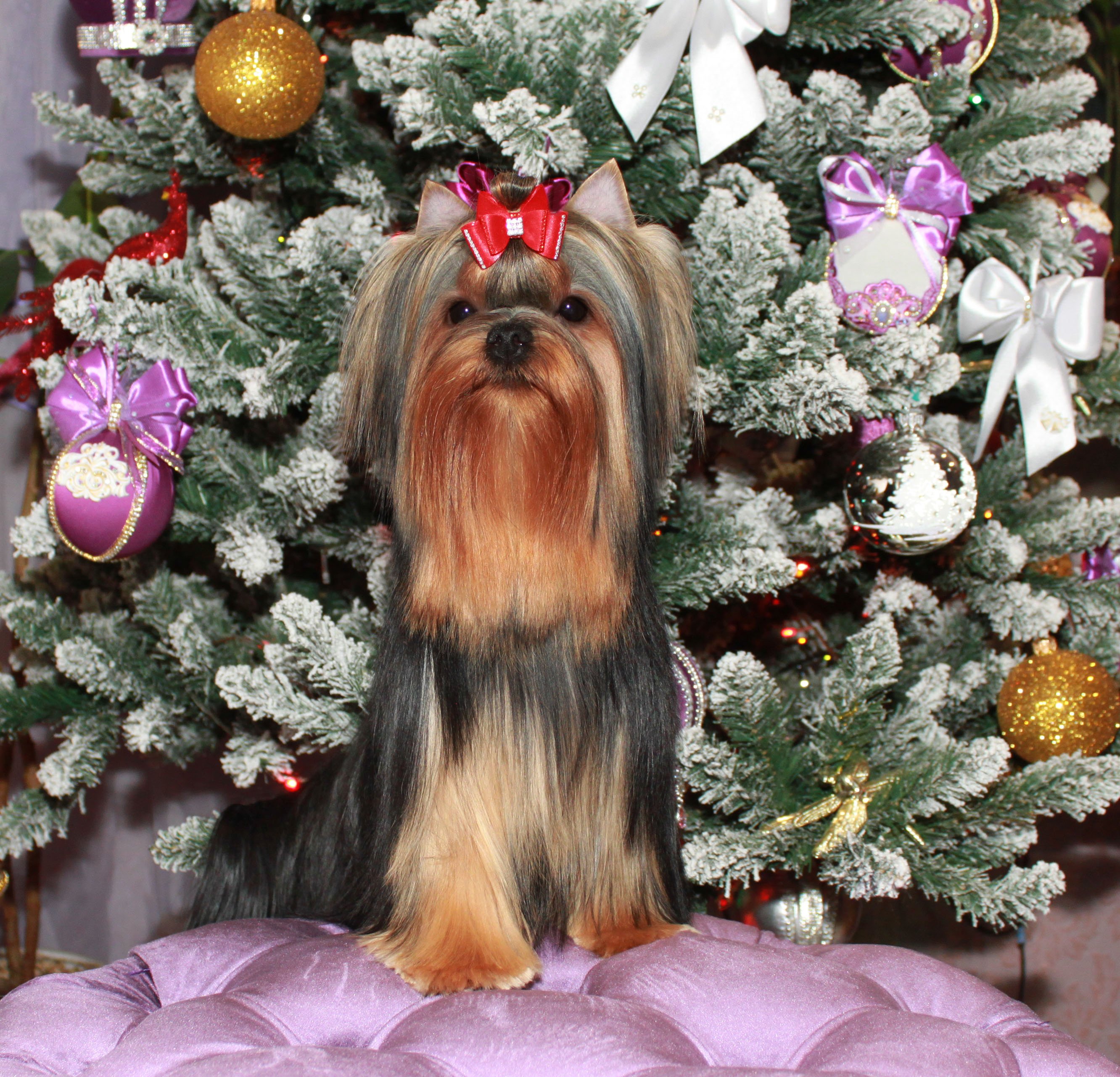 Stjumers STJUMERS JESSI SIMPSON &mdash; Labaza DogPedigree YorkshireTerrier