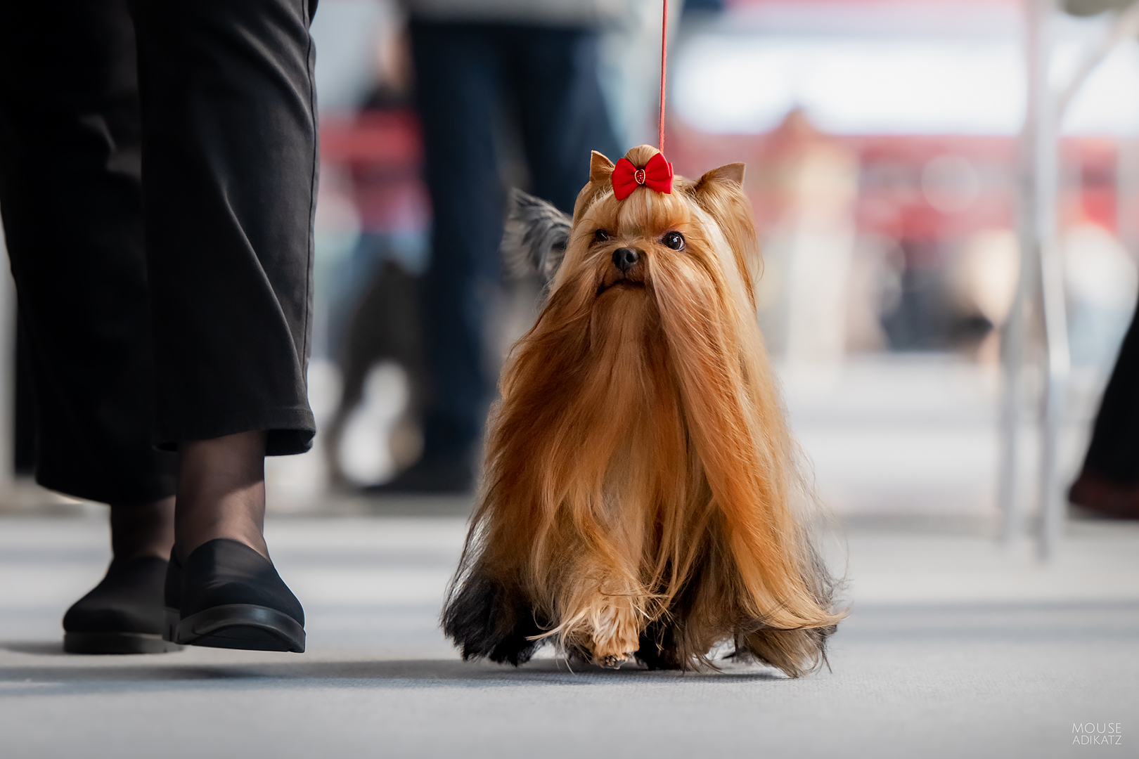 FASHION PARTY BI 2 &mdash; Labaza DogPedigree YorkshireTerrier