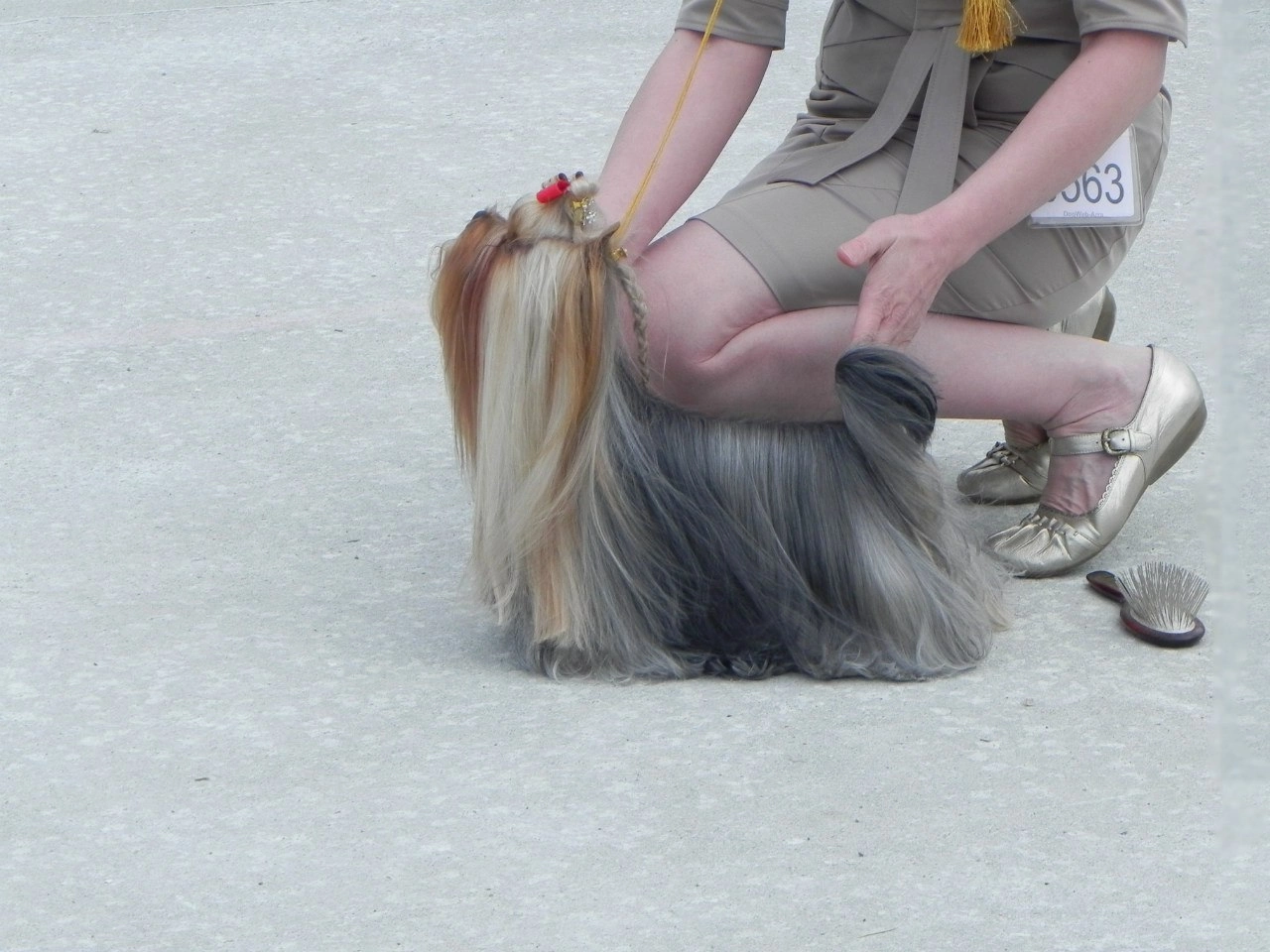 FAITER VOLTER LAIT &mdash; Labaza DogPedigree YorkshireTerrier