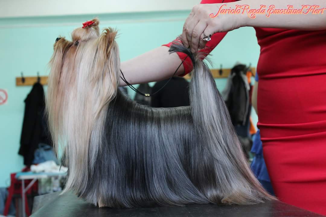 SARIOLO REVDA EMOSHINEL FLERT &mdash; Labaza DogPedigree YorkshireTerrier